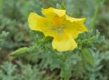 Yellow horned-poppy - northeastwildlife.co.uk